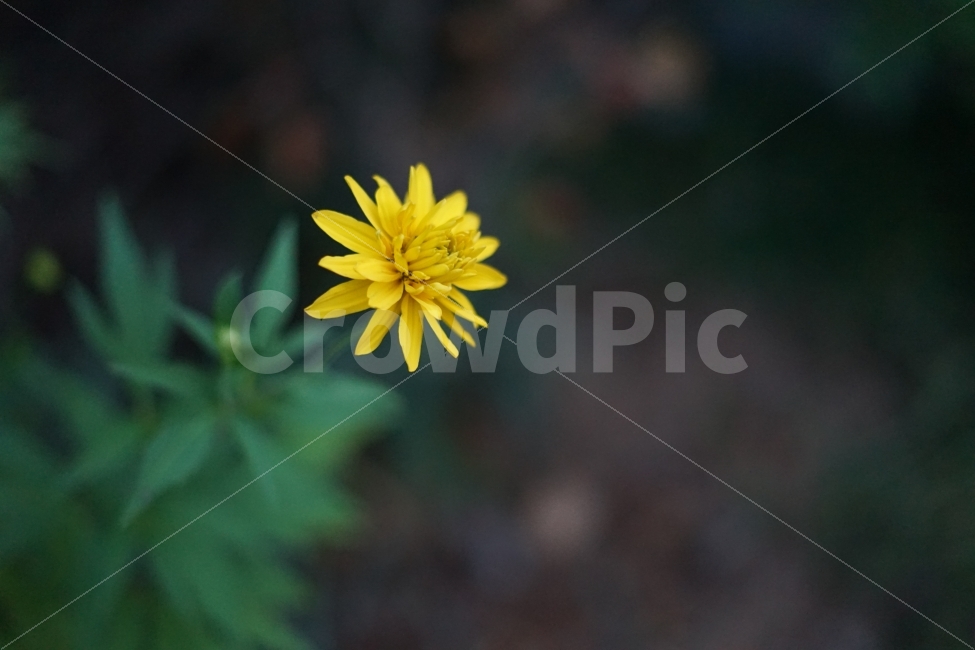 스냅샷,꽃,노란색,꽃사진,들꽃,식물,자연,plants,nature,꽃,flower