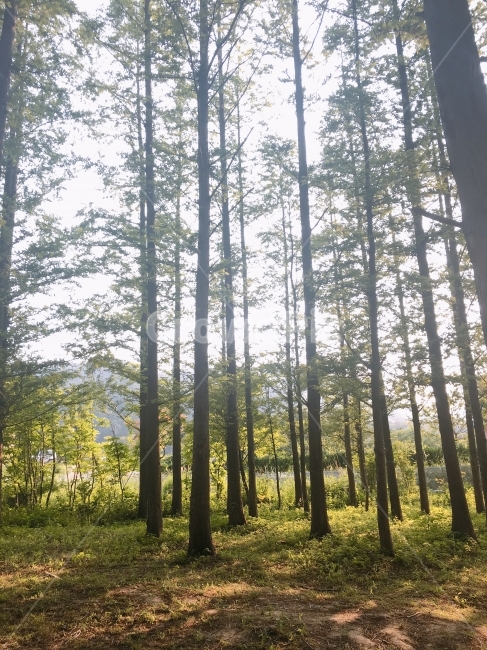풍경사진,청량한사진,여름사진,나무,숲,초록풍경,나무숲,자연,풍경,nature,landscape,식물,plants,나무,trees,wood,휴식,힐링,rest,relaxation,healing,vegetation,초목,plant,woodland,삼림지,forest,outdoors,옥외,land,땅,tree,grove,작은 숲