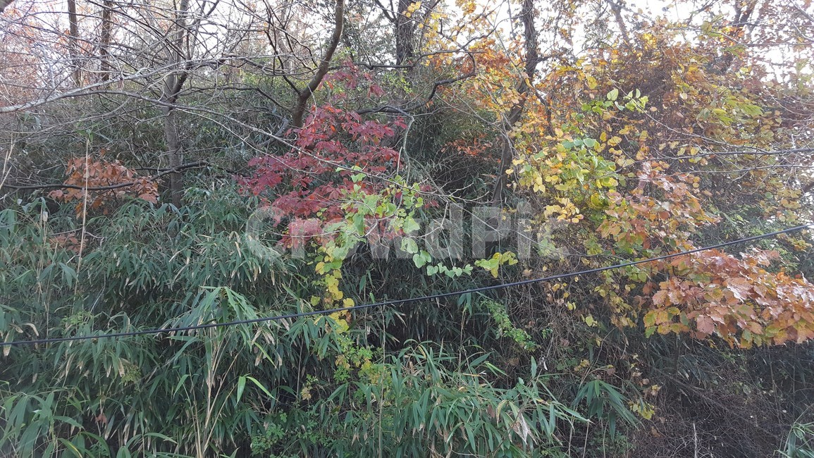 자연,야산,가을,경치,시골산,자연,풍경,nature,landscape,tree,나무,plant,식물