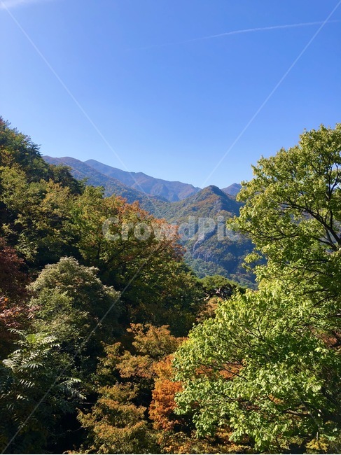 plant,식물,tree,나무,자연,fall,하늘