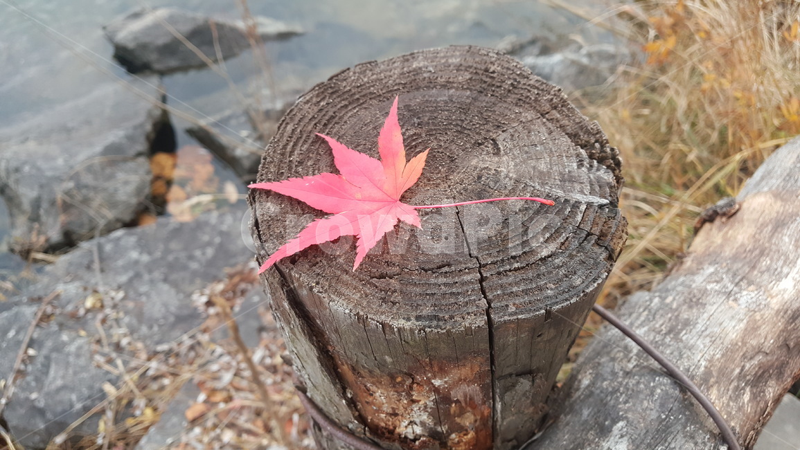 leaf,잎,plant,식물,tree,나무,단풍나무잎,단풍,빨간단풍