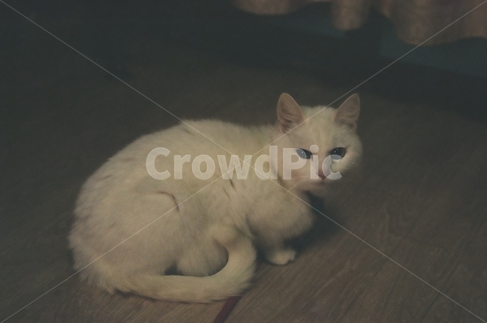 tail,cat,film,filmcamera,film camera,Emotional photo