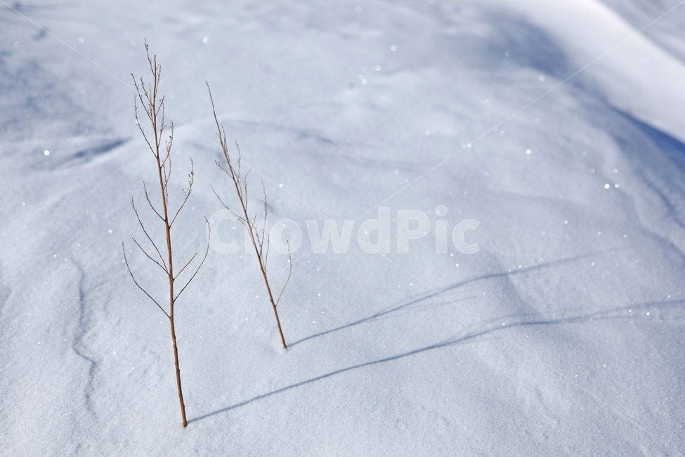 눈,커플,한쌍,의지,사랑,그림자,나뭇가지,겨울나무,동행,겨울,계절,winter,season