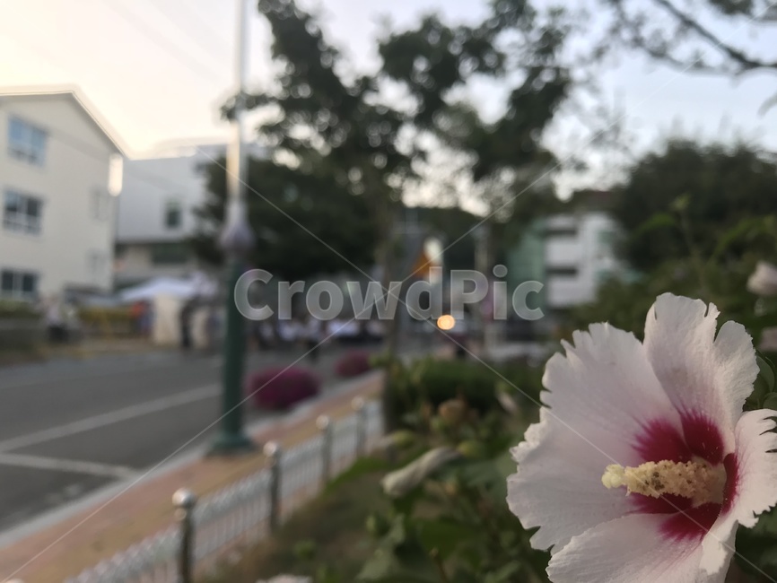 무궁화,해질녘,노을,풍경,꽃,꽃풍경,무궁화나무,식물,자연,plants,nature,꽃,flower