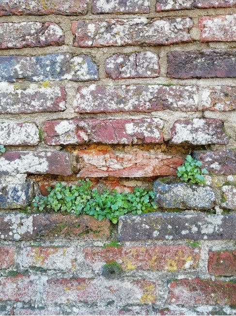 brick,벽돌,wall,벽,식물,plant,생명력