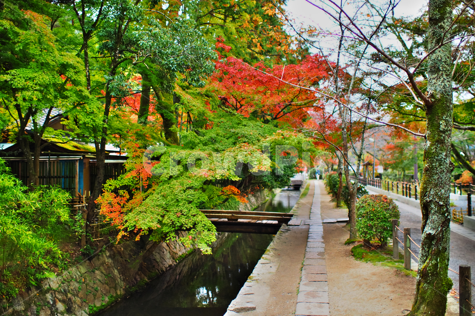 tree,나무,plant,식물,outdoors,옥외,단풍,maple,autumn,stream,가을,시냇물