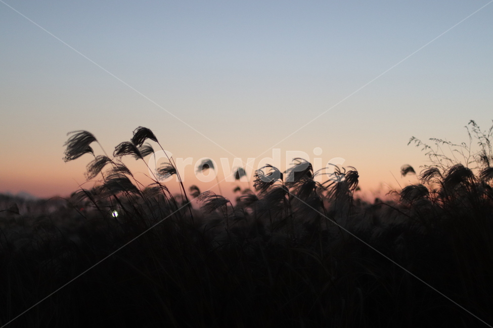 감성,고독,외로움,갬성,감정,야경,자연,풍경,nature,landscape,실루엣,그림자,silhouette,shadow,grass,잔디,plant,식물,lawn,reed,갈대