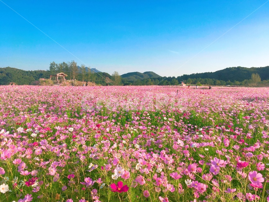 코스모스,가을,풍경,꽃,하늘,fall,autumn,식물,자연,plants,nature,꽃,flower