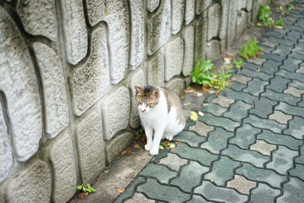 	고양이,동물,야옹이,캣,cat,냐옹이,냐옹,길,거리,일상,풍경,생명,길냥이,길가,일상사진,귀요미,동물,animal,포유류,mammal,고양이,cat,kitten,kitty