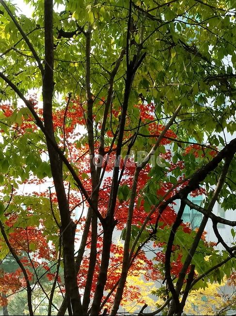 가을,단풍,낙엽,maple,plant,식물,단풍나무,단풍잎,leaf,잎,tree,나무,계절,fallautumnseason,가을단풍,자연,풍경,경치,가을,계절,fall,autumn,season,식물,자연,plants,nature,나무,trees,wood