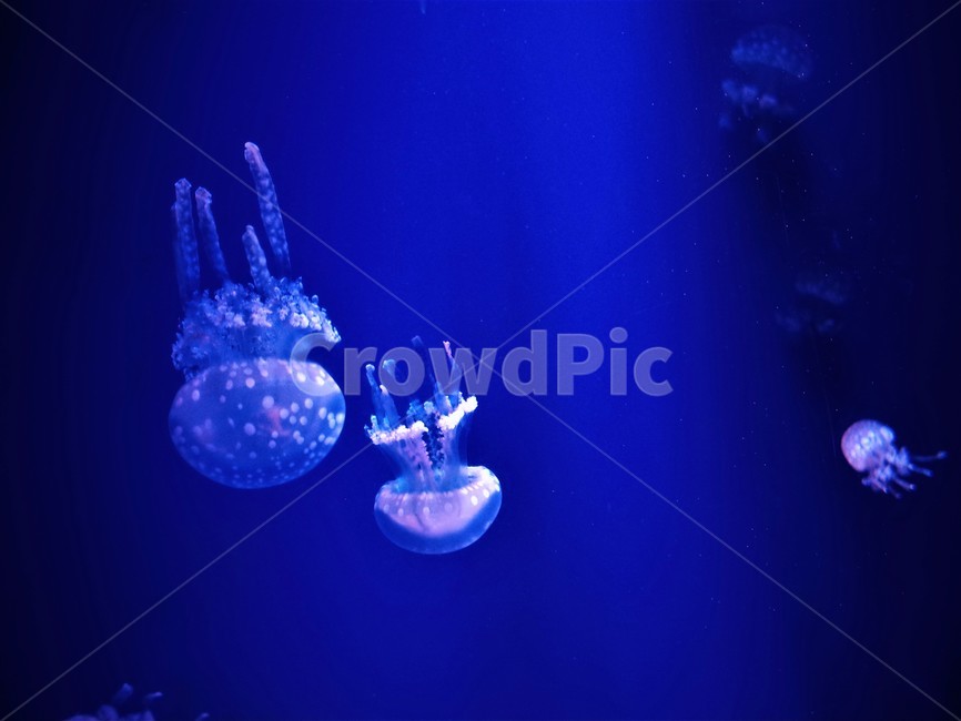 수조관,해파리,물속,해양생물,sea,동물,animal