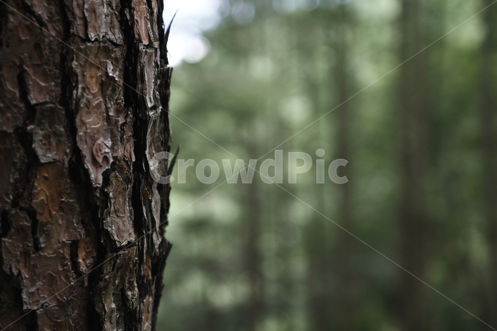 tree,나무,plant,식물,treetrunk,나무줄기,숲,forest,클로즈업,자연,nature,closeup,아웃포커싱,초록색,green,나무,trees,wood