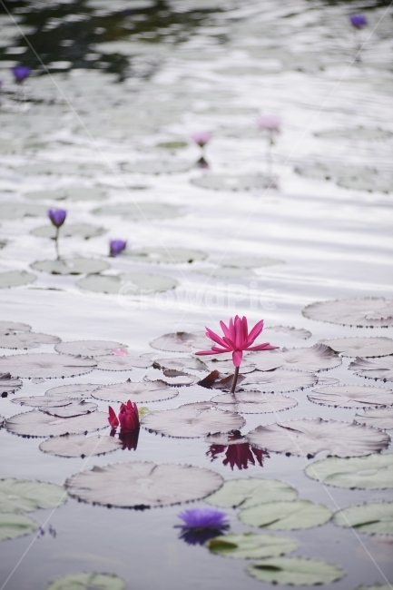 수련,연꽃,반영,물,자연,꽃,연잎,분홍,초록,식물,자연,plants,nature,꽃,flower