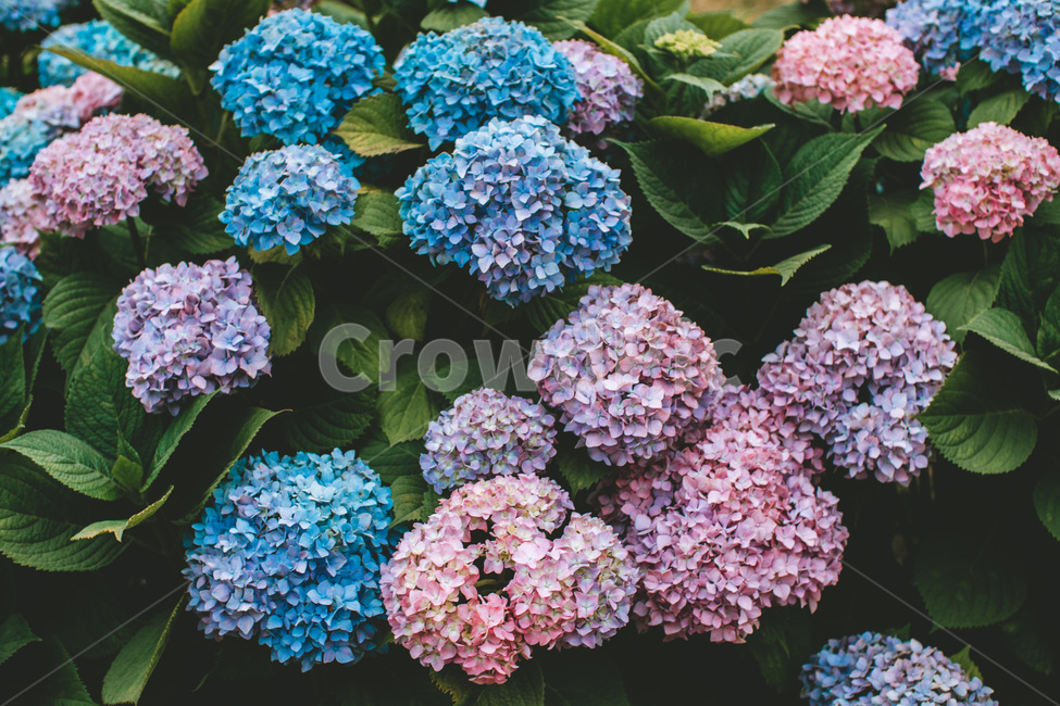 꽃,수국,파란색꽃,파란색,보라색,여름꽃,식물,자연,plants,nature,꽃,flower