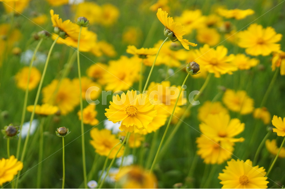 금계국,노랑색,꽃,풍경,봄,맑음,식물,자연,plants,nature,꽃,flower