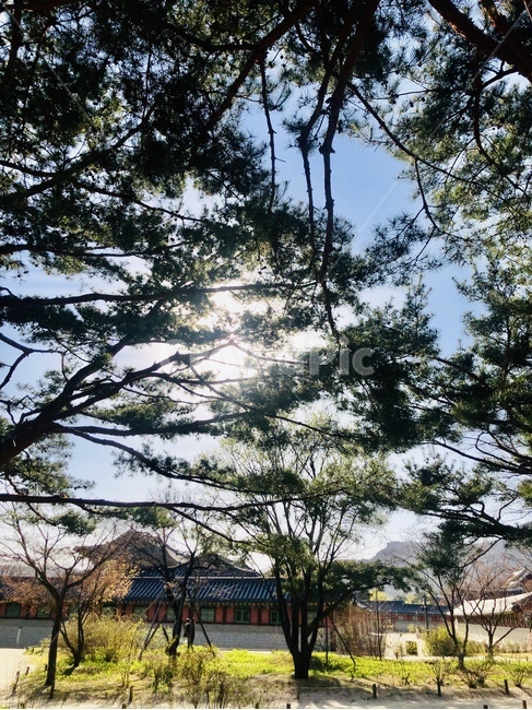 나무,tree,plant,식물,봄,꽃,flower,하늘