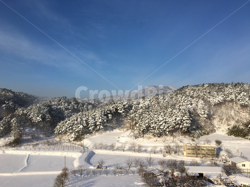 풍경,자연,눈,폭설,설원,겨울,계절,winter,season,자연,풍경,nature,landscape,plant,식물,tree,나무,fir,전나무,outdoors,옥외
