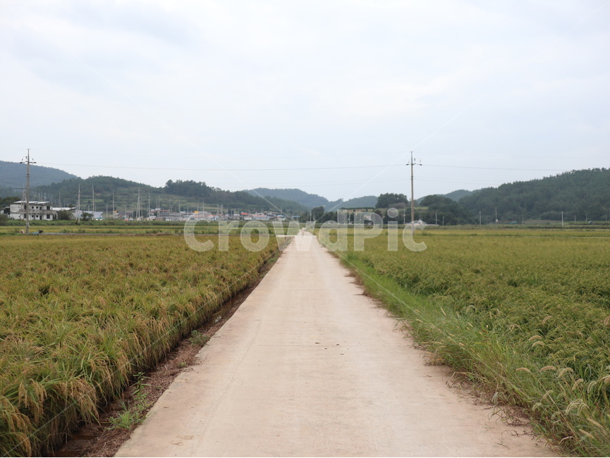 road,countrylane,시골길,농사,farming,벼농사,벼,논,하늘,sky,plant,식물,도로,자연,nature,자연,풍경,nature,landscape