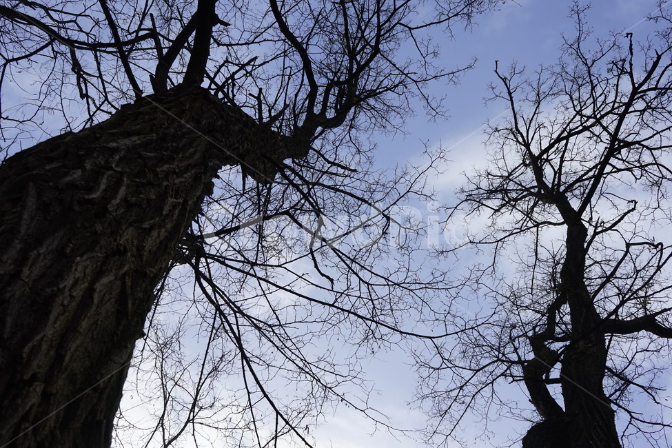 실루엣,초겨울,계절,하늘,silhouette,자연,가지,고목,나무,blue,season,winter,branch,tree,식물,자연,plants,nature,나무,trees,wood