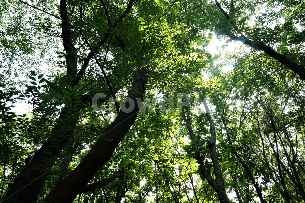 숲,나무,자연,녹색,green,woods,nature,tree,힐링,휴식,시원함,고요함,healing,relaxation,cool,calm,forestbathing,freshness,자연,풍경,nature,landscape,식물,plants,나무,trees,wood,휴식,힐링,rest,relaxation,healing,plant,tree trunk,나무 줄기