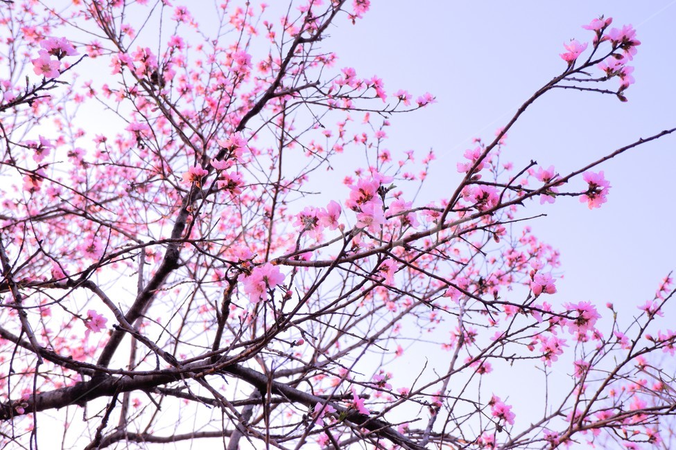 봄,힐링,자연,배경,식물,plant,벚꽃,꽃