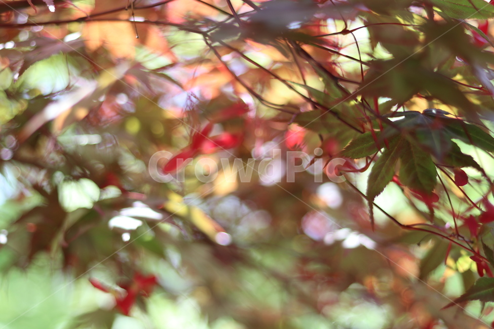 단풍나무,단풍씨앗,5월,빛,맑음,식물,자연,plants,nature