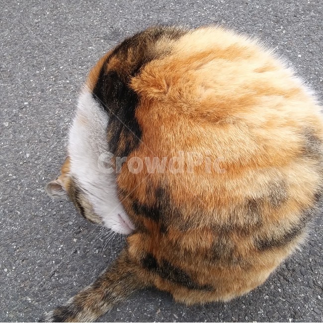 고양이,삼색고양이,길고양이,냥모나이트,cat,kitty,kitten,동물,animal,포유류,mammal,고양이,cat,kitten,kitty