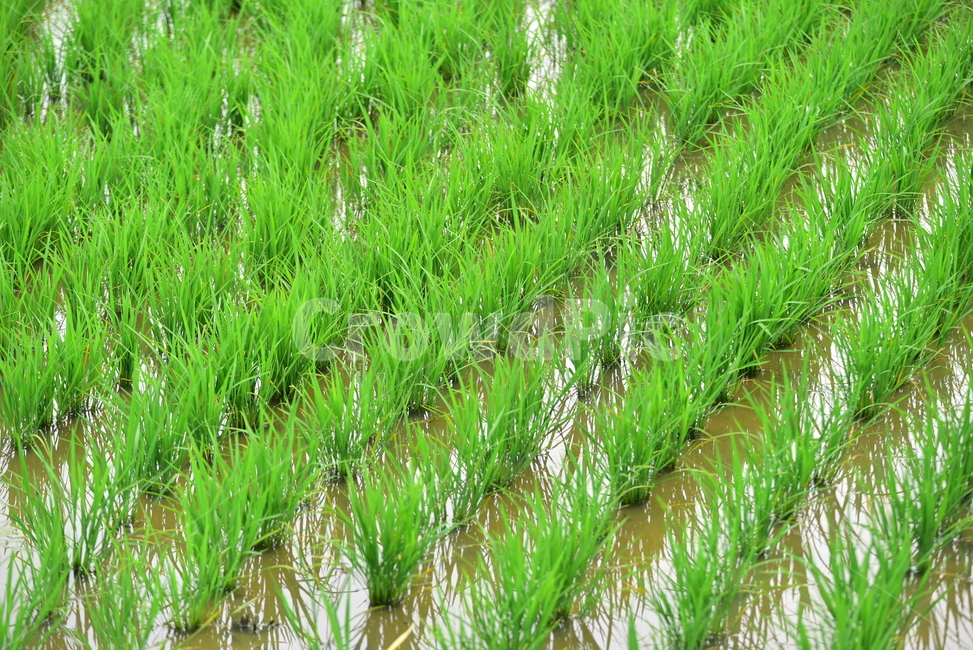 벼,벼농사,논,논농사,농사,농촌,시골,초록,녹색,village,rice,ricefield,farming,산업,industry,industrial,농업,농사,agriculture,farming,farming industry