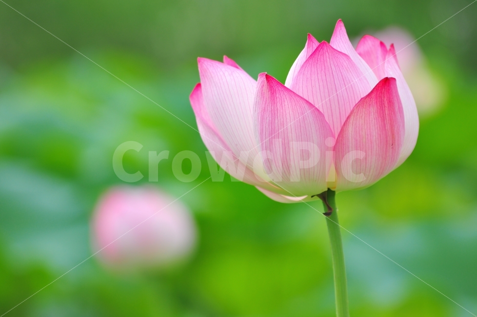 newsletter,beauty,catalog,For promotional purposes,blog,charisma,beautiful,Print,Real picture,draft,stripe,season,edit,August,lotus leaf,contents,background,plant,object,splendor,pink,Nukki,color,line,petal,Publishing,For printing,design,advertisement,Yan