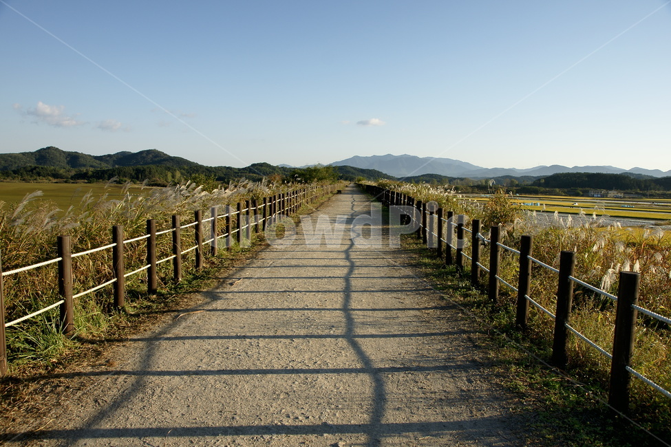 창녕,우포늪,갈대,하늘,도로,자연,풍경,nature,landscape,asphalt,아스팔트,road
