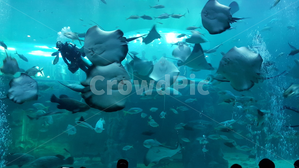 여수,아쿠아리움,물고기,수족관,가오리,동물,animal,어류,물고기,fish
