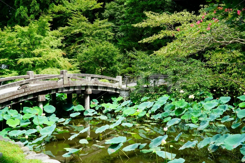 일본,일본여행,외국,해외여행,연못,정원,다리,돌다리,식물,자연,나무,풍경,japan,travel,지은원,치온인,지온인,nature,일본정원,일본식정원,연꽃,감성,감성하진,힐링,힐링사진,landscape,불교,사잘,종교,history,히스토리,일본의자연,lanscape,일본자연,자연,풍경,nature,landscape,여름,계절,summer,season,휴식,힐링,rest,relaxation,healing,해외,외국,세계,foreign,oversea,world,outdoors,옥외,water,물,plant