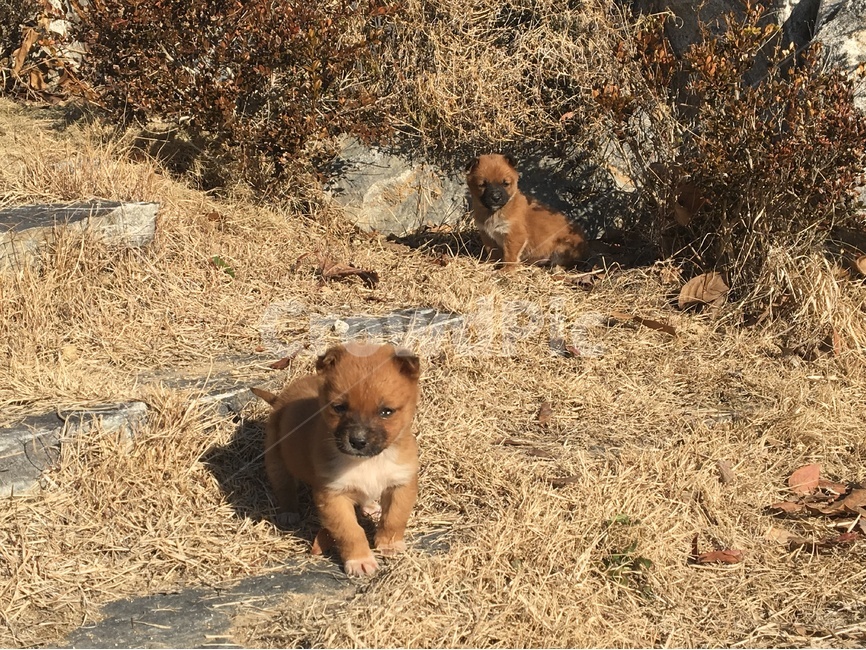 강아지,새끼강아지,두마리,dog,pet,twodogs,동물,animal,포유류,mammal,개,강아지,dog,doggy
