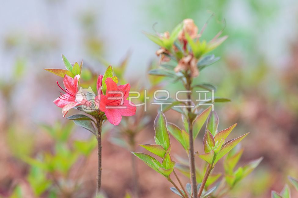 영산홍,진달래과,빨간색,분홍색,꽃잎,꽃,초록색,잎,식물,자연,야외,봄,녹색,green,petal,flower,leaf,plant,nature,spring,outdoor,식물,자연,plants,nature