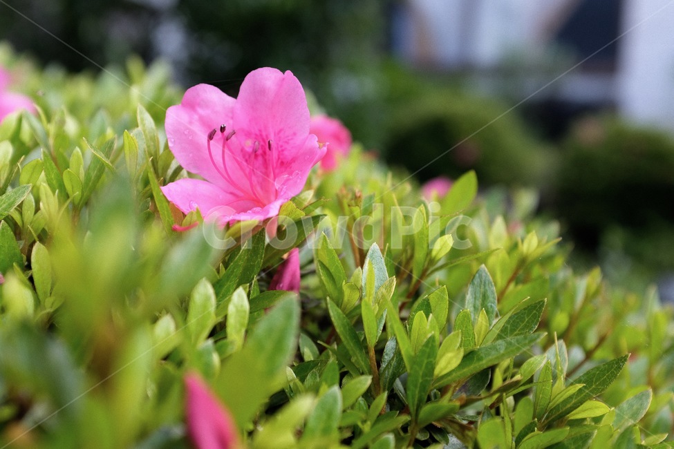 꽃,식물,자연,flower,감성,season