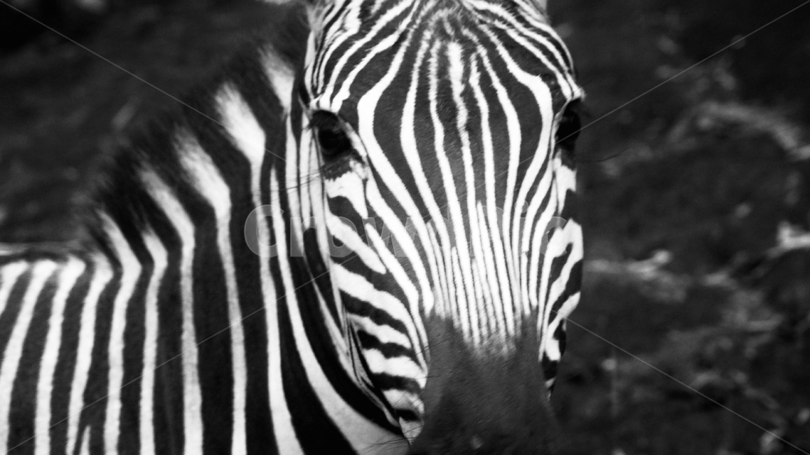 animal,동물,zebra,얼룩말,포유류,wildlife,동물,animal,포유류,mammal,흑백,모노톤,monochrome,black and white