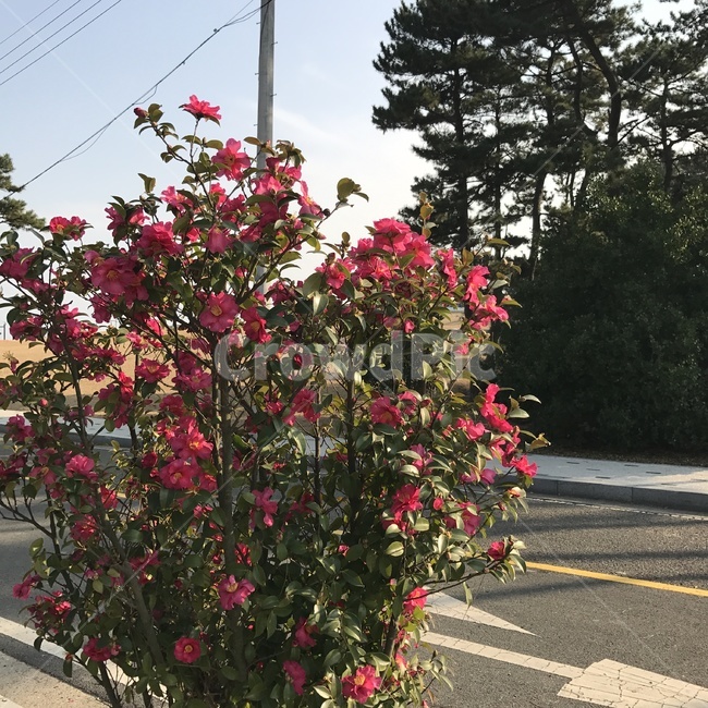 꽃,동백꽃,동백나무,동백,나무,tree,street,가로수