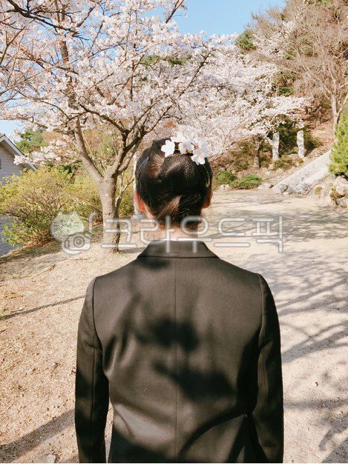spring,uniform,blossom,Cherry Blossom,student,plant,back
