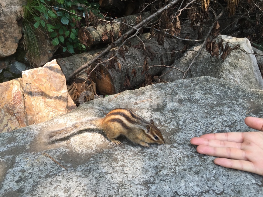 다람쥐,손,동물,산,등산,squirrel,animal,hand,mountain,hiking,friend,forest
