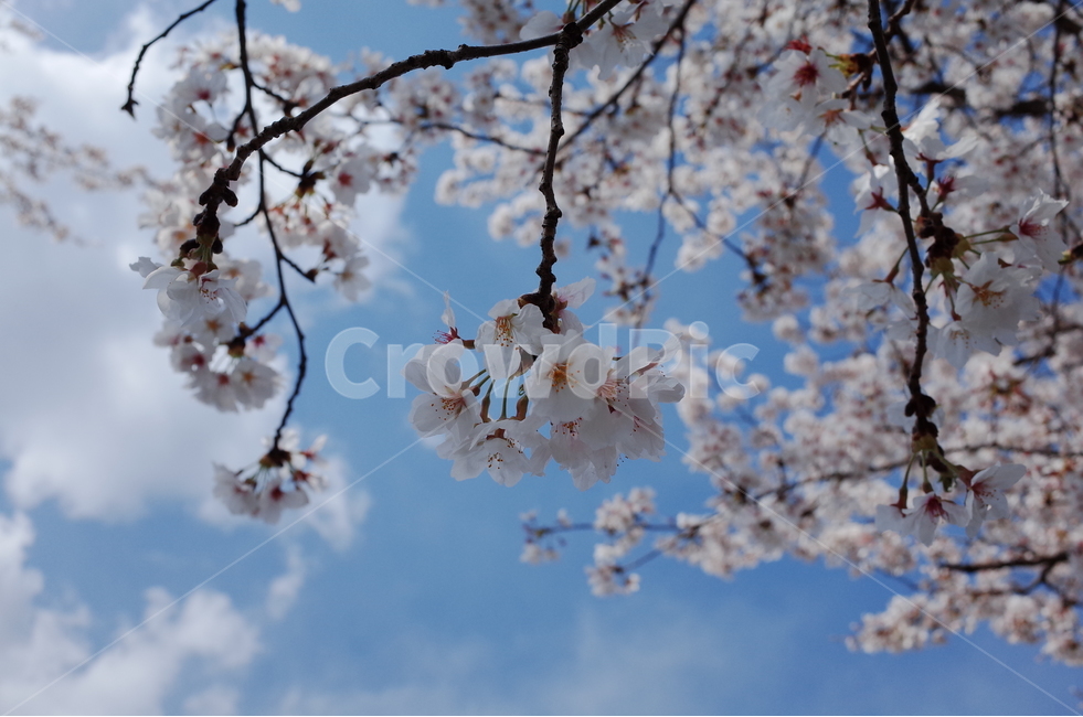 벚꽃,꽃,나무,하늘,봄,구름,봄,계절,spring,season,식물,자연,plants,nature,꽃,flower,plant,blossom,cherry blossom
