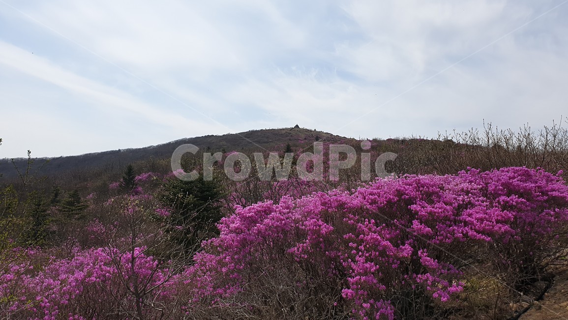 노고단,지리산,철쭉,봄산,등산