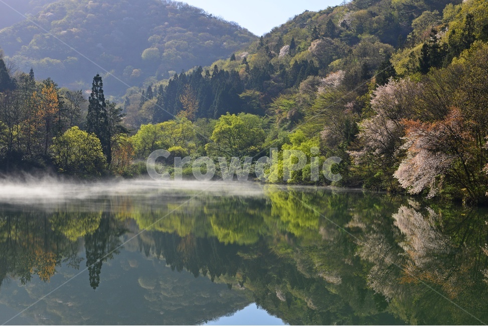 fir,전나무,plant,식물,tree,나무,nature,자연,outdoors,옥외,water,물,화순세량지,화순,세량지,세량지의봄,벚꽃,반영,물안개,봄,계절,spring,season,자연,풍경,nature,landscape