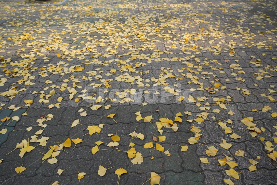 은행,길,가을,계절,식물,생물,생명,노랑,색감,잎,leaf
