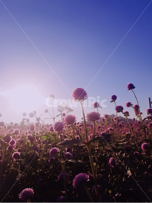 천일홍,축제,꽃,가을꽃,가을