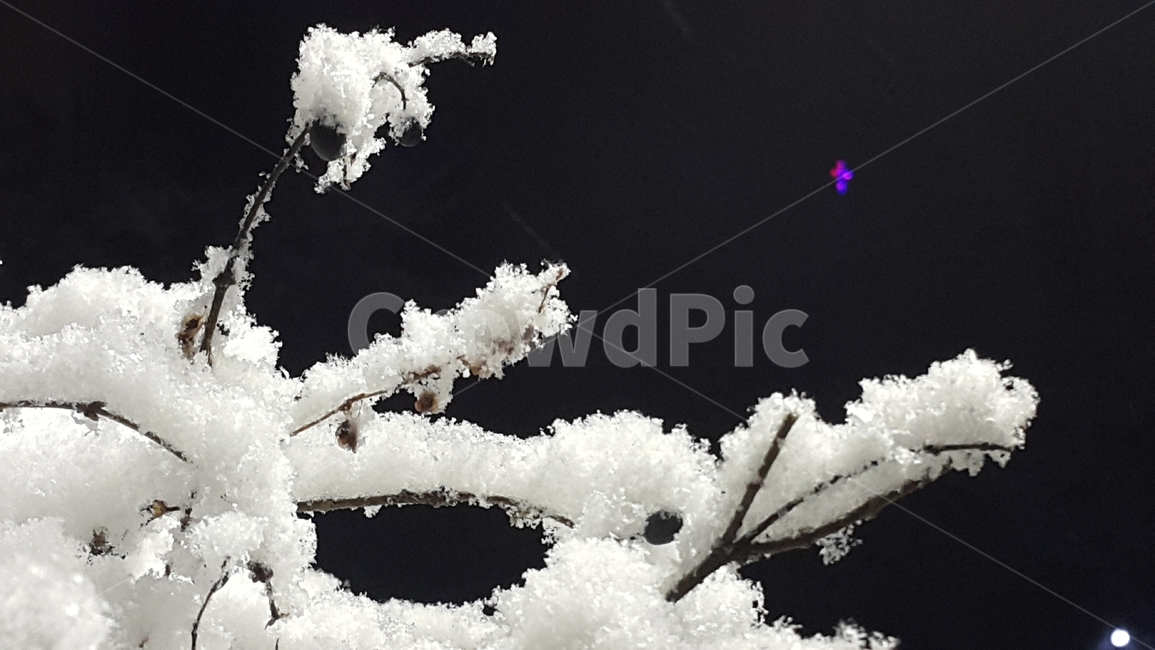 outdoors,옥외,ice,빙,nature,자연,snow,눈,frost,서리
