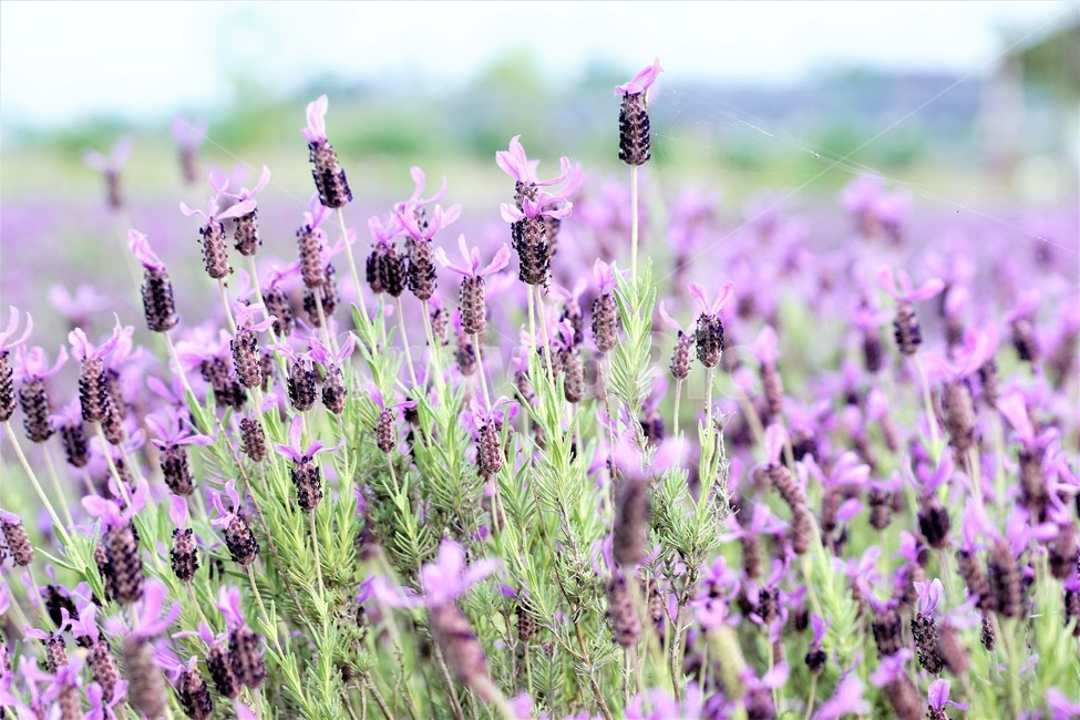 라벤더,꽃,식물,보라색,자연,봄,nature,flower,purple,violet,spring,식물,자연,plants,nature,꽃,flower