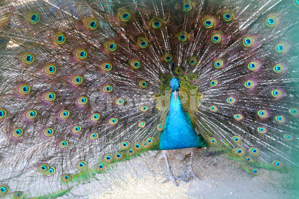 새,조류,공작,공작새,꿩과,동물,동물,animal,조류,새,birds
