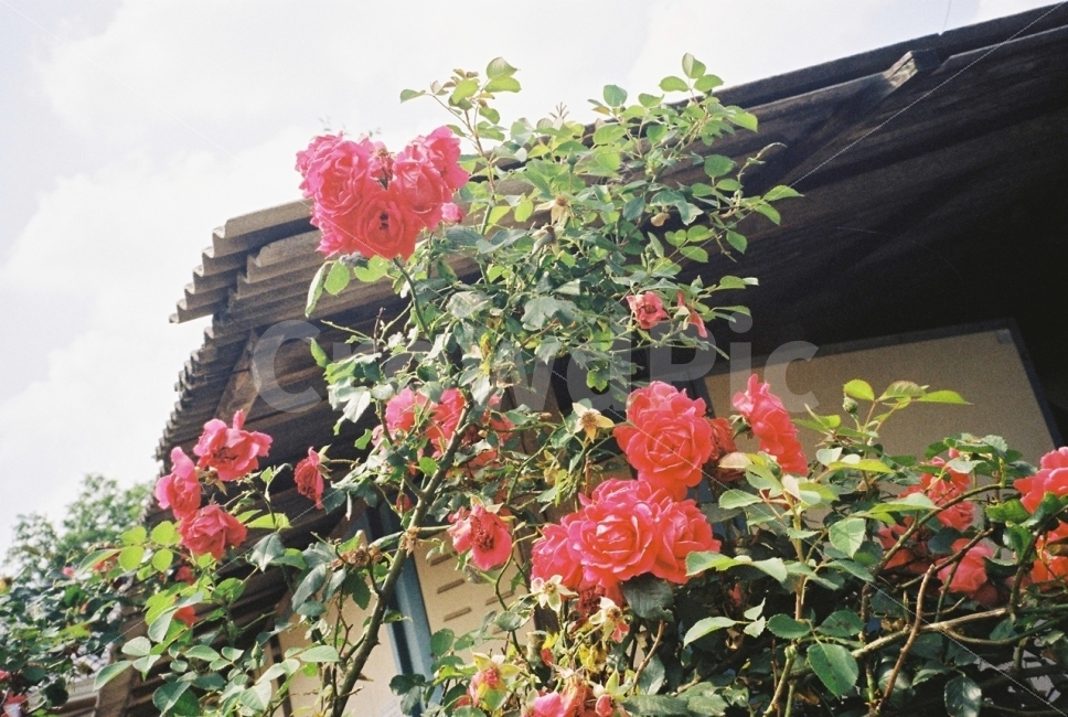 꽃,식물,자연,계절,장미,여름,flower,plant,nature,season,summer,red,rose,filmphotography,감성,식물,자연,plants,nature,꽃,flower,감성,sensible,feeling