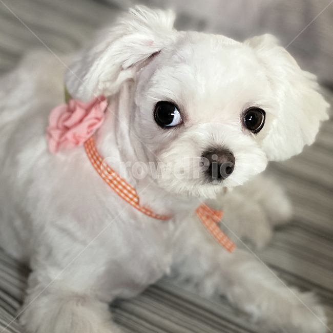말티즈,animal,귀여운,사랑스러운,작은,소중한,background,cute,dog,pet,puppy,ribon,small,white,young,동물,animal,포유류,mammal,개,강아지,dog,doggy
