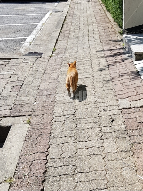 고양이,cat,걸어가는,walking,길고양이,치즈냥,roadcat,노란색,귀여운,cute,움직임,move